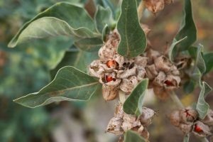 benefits of using ashwagandha
